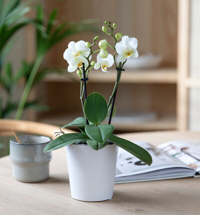 Hvit midi orkide i potte
